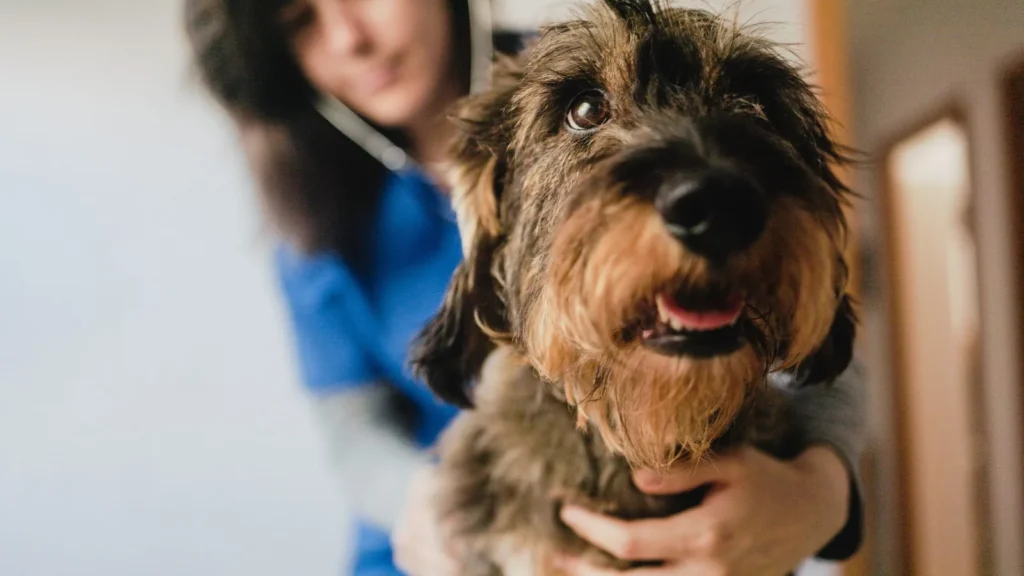 Insumos veterinarios para clínicas y profesionales en Colombia - Zootek