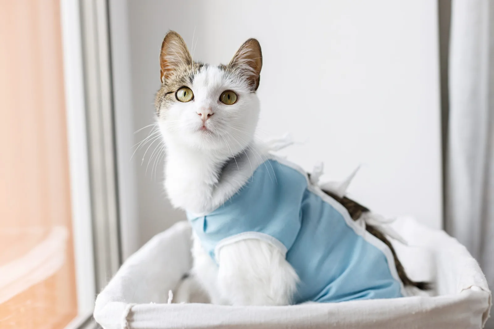 Sutura quirúrgica veterinaria con certificación internacional - Zootek